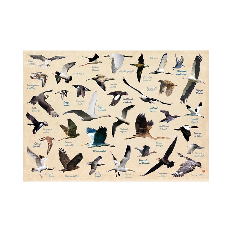 Set de table Oiseaux de l'Île de Ré - Création française - Fabriqué en Europe