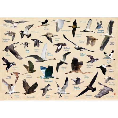 Set de table Oiseaux de l'Île de Ré - Création française - Fabriqué en Europe