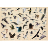 Set de table - Les oiseaux de Île de Ré
