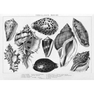 Set de Table Coquillages souvenirs Île de Ré - création française