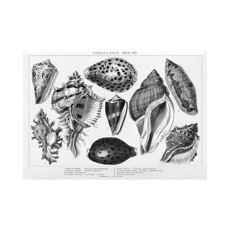 Set de Table Coquillages souvenirs Île de Ré - création française