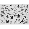 Set de table - Les oiseaux de Île de Ré